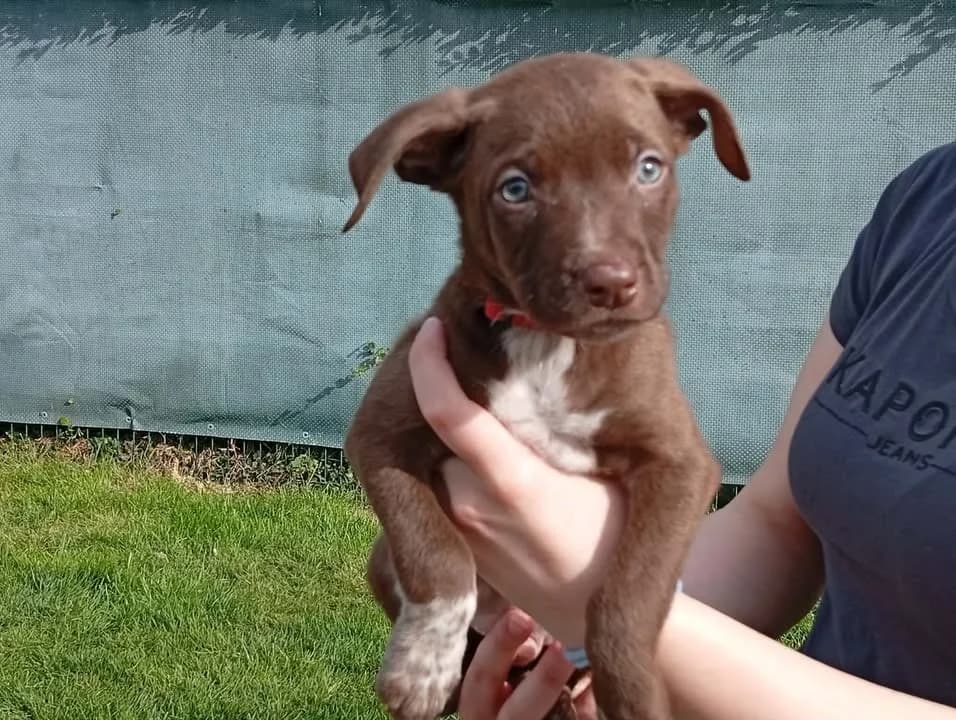 PLUTO, male Labrador Retriever for adoption at SPA Saint-Omer, Omer
