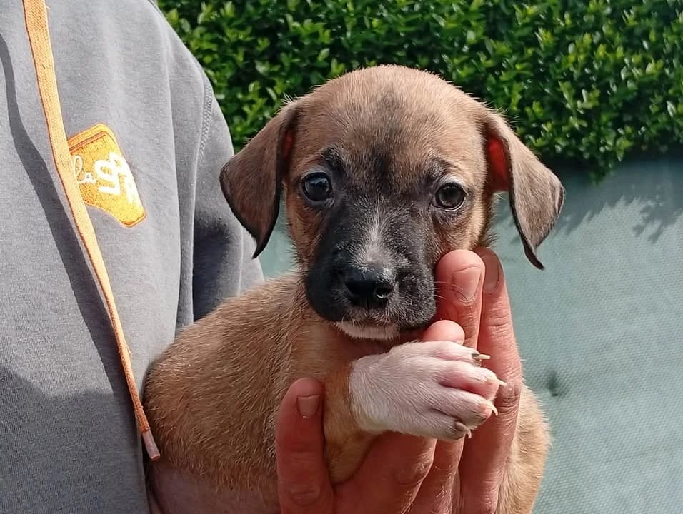 MIEL, female Labrador Retriever for adoption at SPA Saint-Omer, Omer