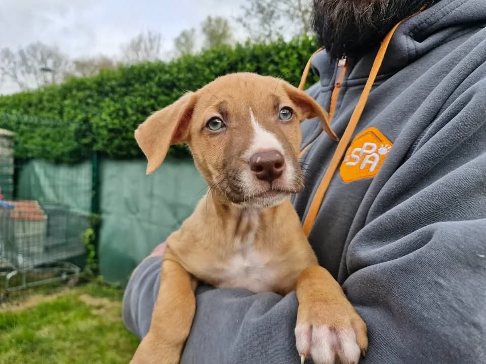 BOUNTY, male Labrador Retriever for adoption at SPA Saint-Omer, Omer