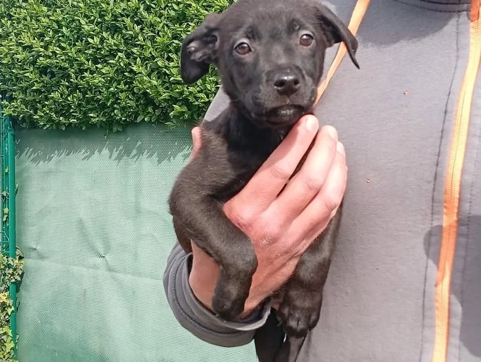 ARIEL, female Labrador Retriever for adoption at SPA Saint-Omer, Omer