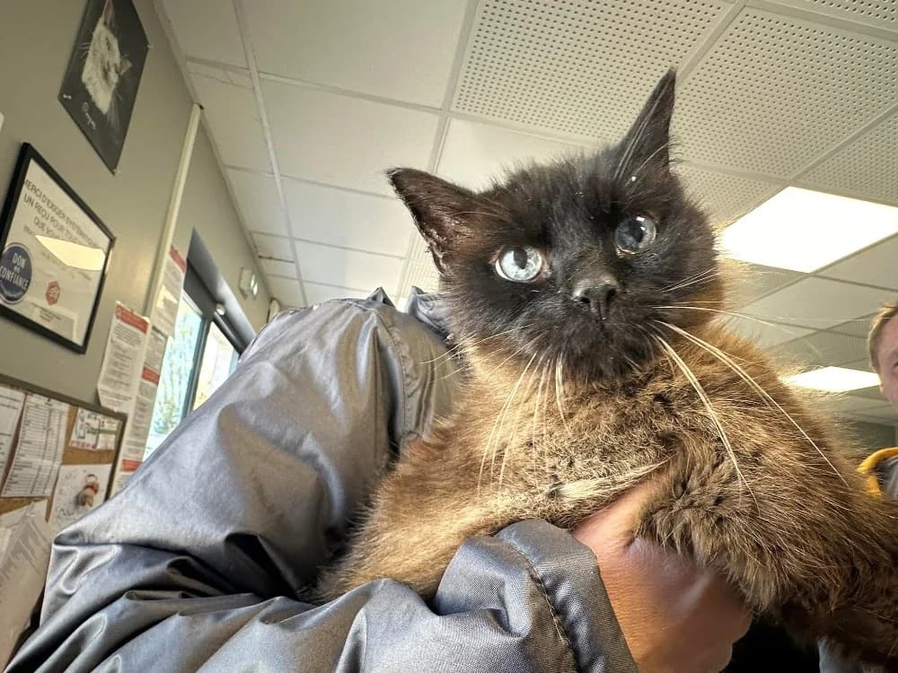 NEROBIS, male senior Siamese for adoption at SPA Saint-Omer, Omer