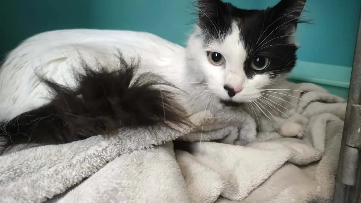 SARABI, female young mixed breed for adoption at SPA Saint-Omer, Omer
