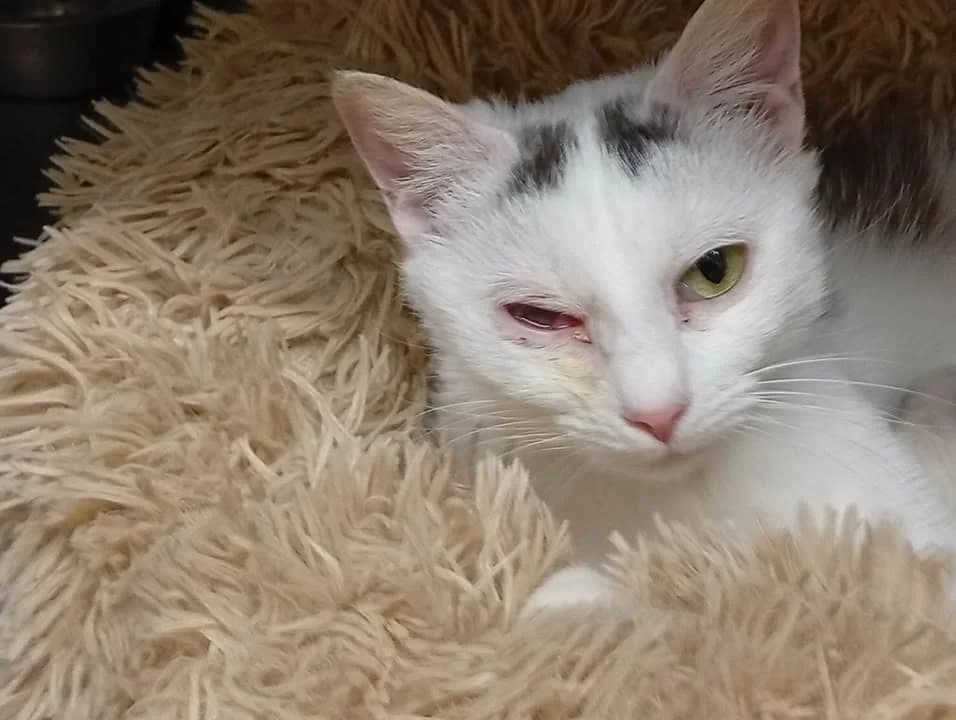 NIKITA, female mixed breed for adoption at SPA Saint-Omer, Omer