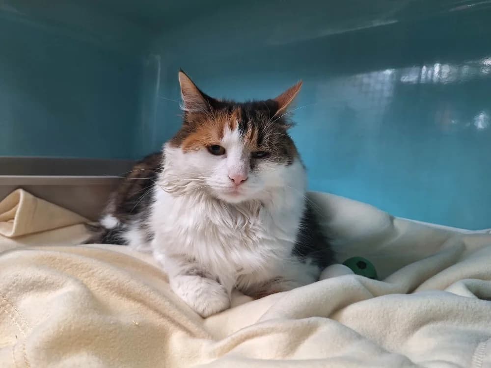 LILOU, female 3yo Mixed Breed for adoption at SPA Saint-Omer, Omer