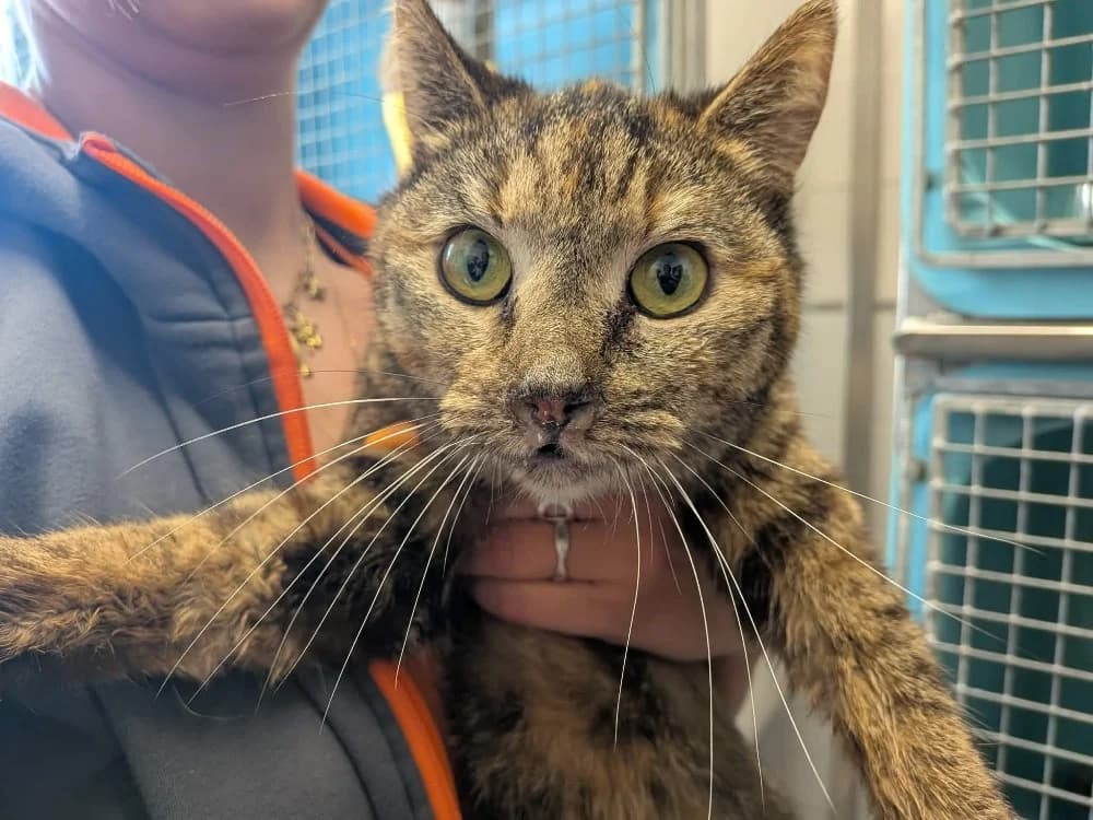 MYRTILLE, female mixed breed for adoption at SPA Saint-Omer, Omer