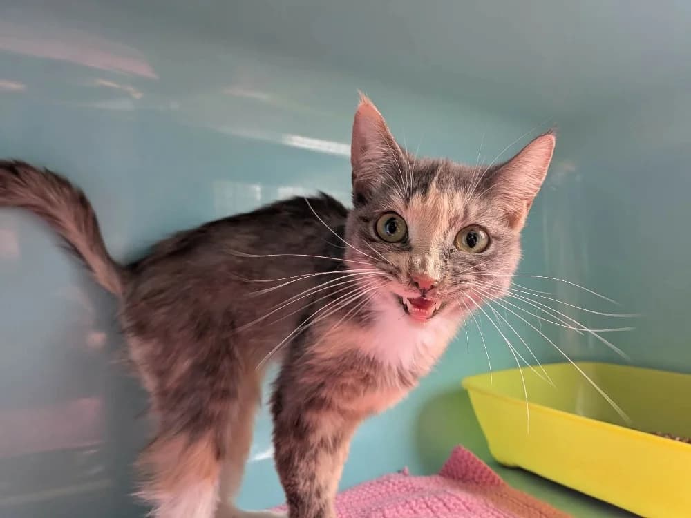 SIRA, female Mixed Breed for adoption at SPA Saint-Omer, Omer