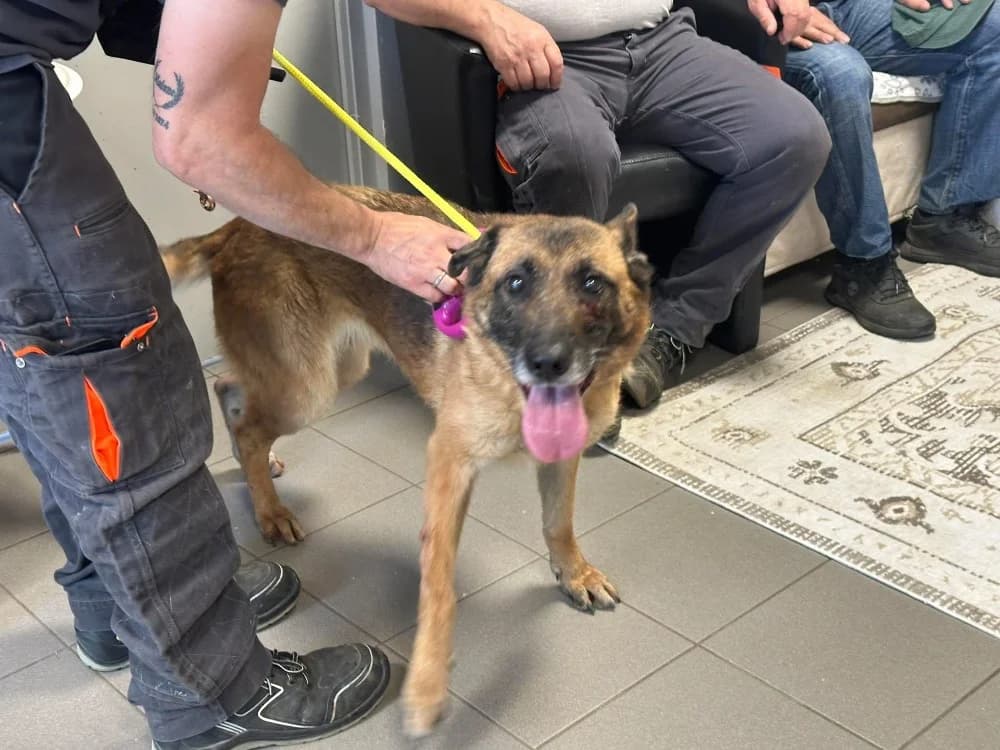 SORAYA, female Belgian Malinois for adoption at SPA Saint-Omer, Omer