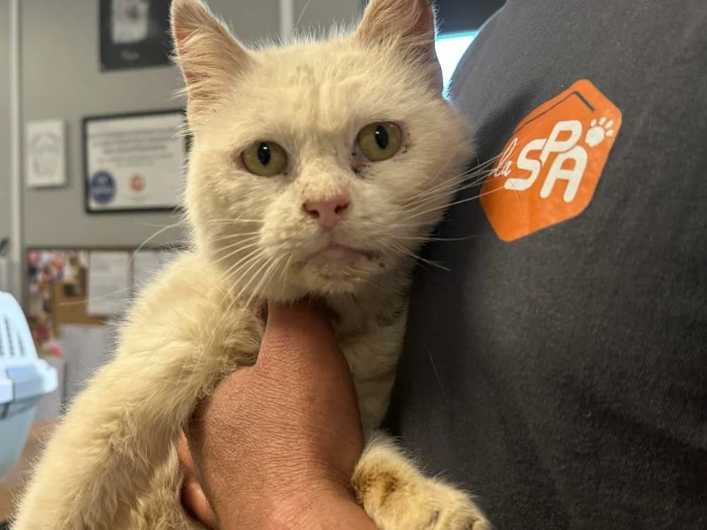 YETI, male Mixed Breed for adoption at SPA Saint-Omer, Omer