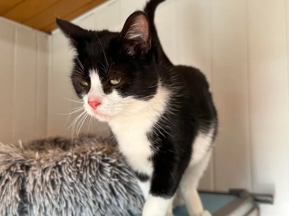 CAPSULE, female 3yo Mixed Breed for adoption at SPA Saint-Omer, Omer