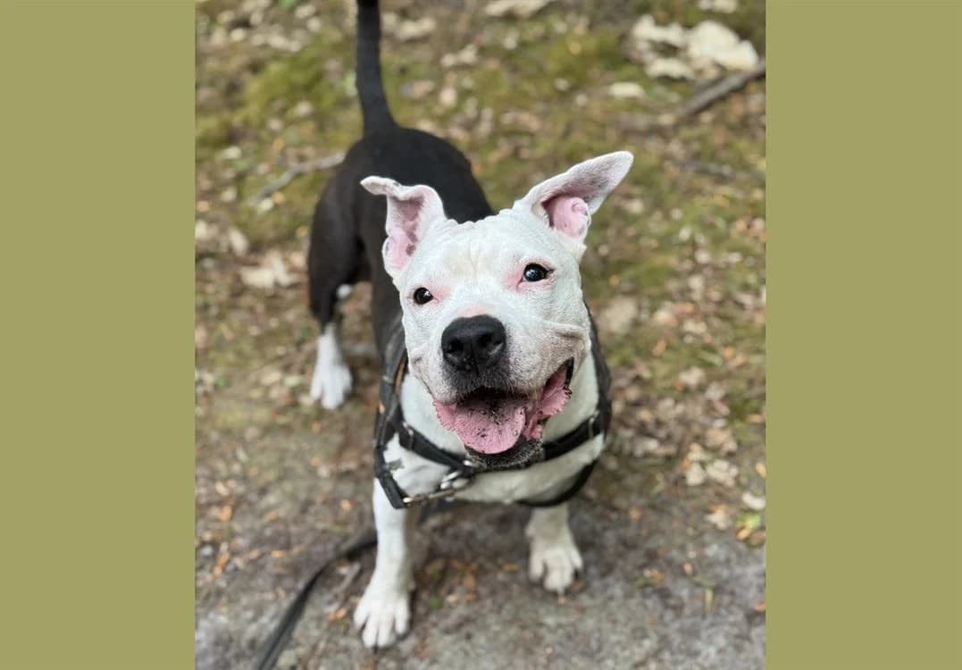 LILAS EN SOS URGENT, female senior Mixed Breed for adoption at SPA Saint-Omer, Omer