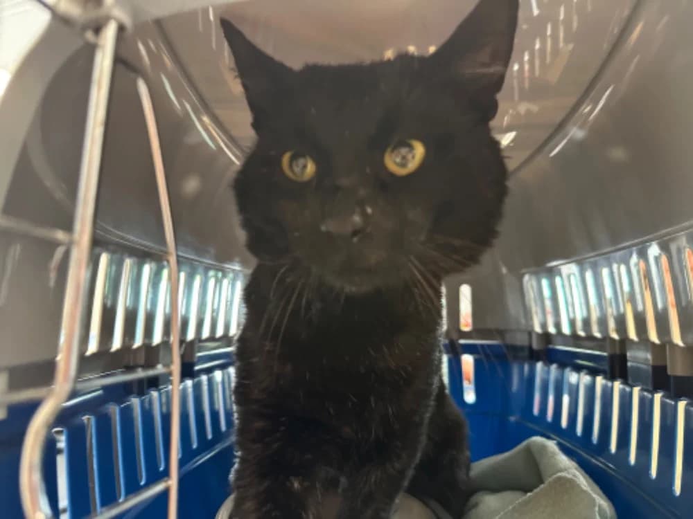 VEGA, male senior Mixed Breed for adoption at SPA Saint-Omer, Omer