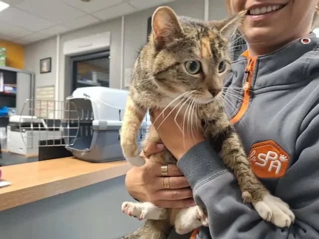 MIMOLETTE, female young Mixed Breed for adoption at SPA Saint-Omer, Omer