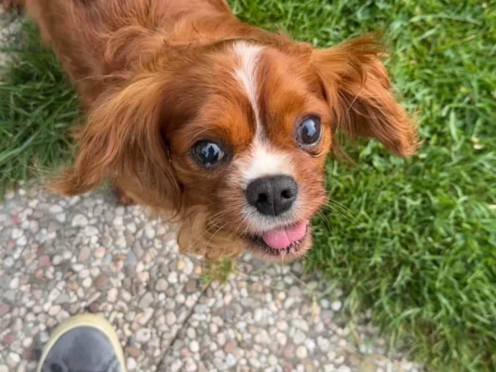 RIO, male senior Cavalier King Charles Spaniel for adoption at SPA Saint-Omer, Omer