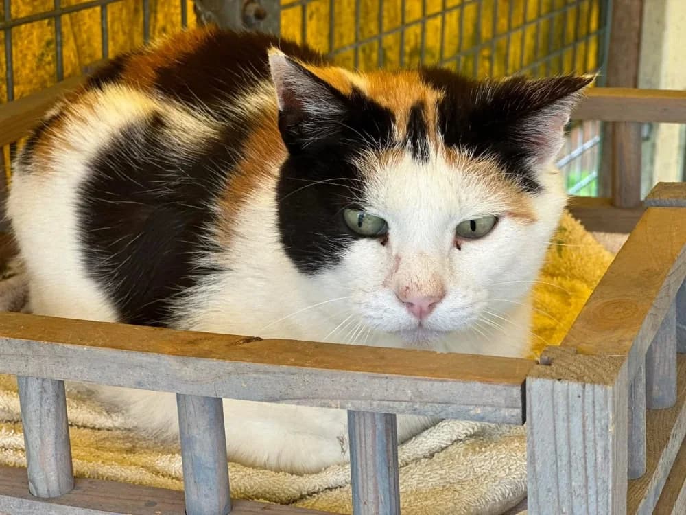 Mirabelle, female senior mixed breed for adoption at SPA Saint-Omer, Omer