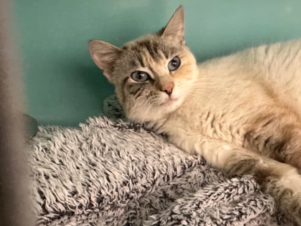 FRAISE, female young Mixed Breed for adoption at SPA Saint-Omer, Omer