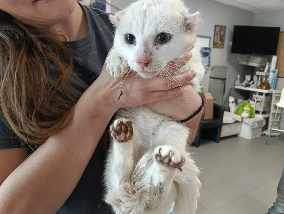 COTON, male senior Mixed Breed for adoption at SPA Saint-Omer, Omer