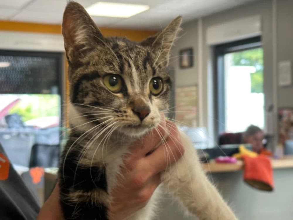CERISE, female 5yo Mixed Breed for adoption at SPA Saint-Omer, Omer