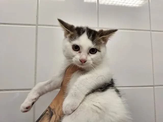 Stitch, male Mixed Breed for adoption at SPA Saint-Omer, Omer