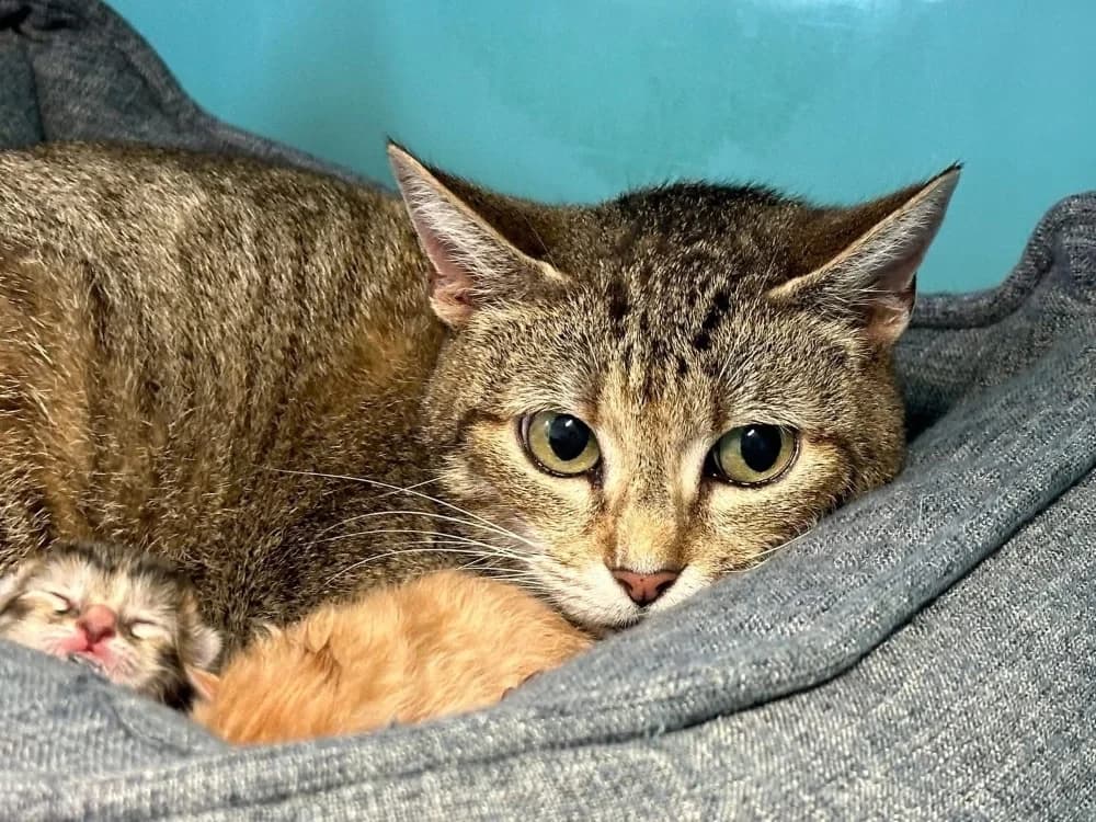 CHANA, female Mixed Breed for adoption at SPA Saint-Omer, Omer