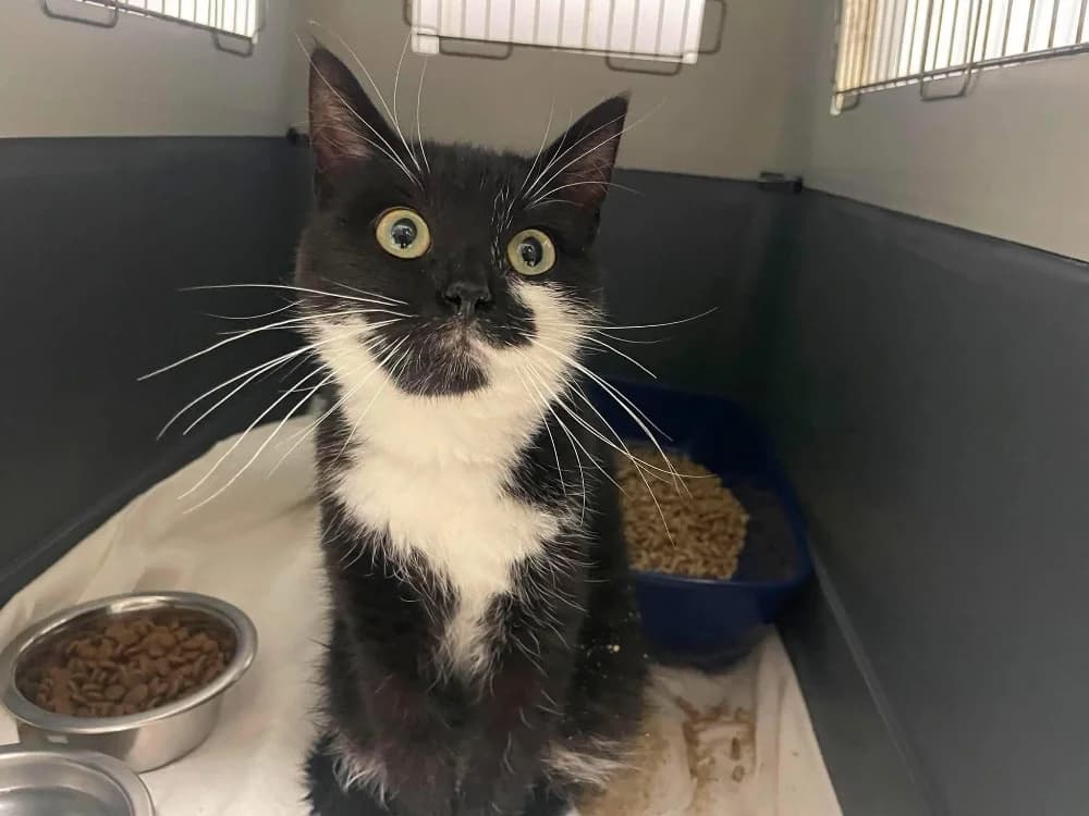 CROQUETTE, female young Mixed Breed for adoption at SPA Saint-Omer, Omer