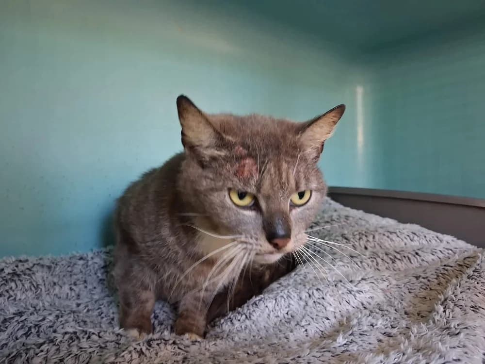LUNA, female senior Mixed Breed for adoption at SPA Saint-Omer, Omer