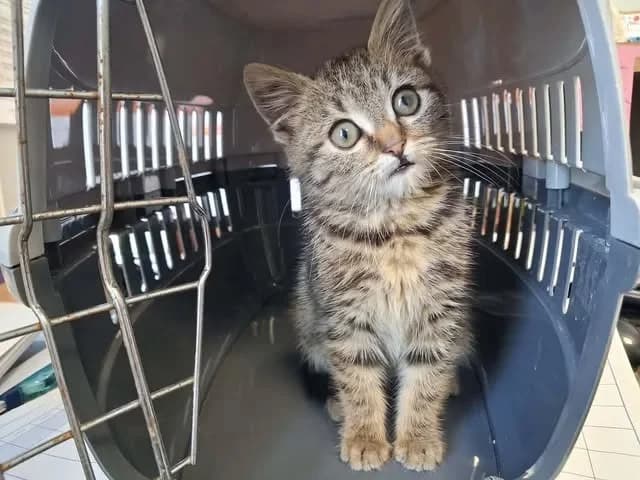 VIOLETTE, female Mixed Breed for adoption at SPA Saint-Omer, Omer