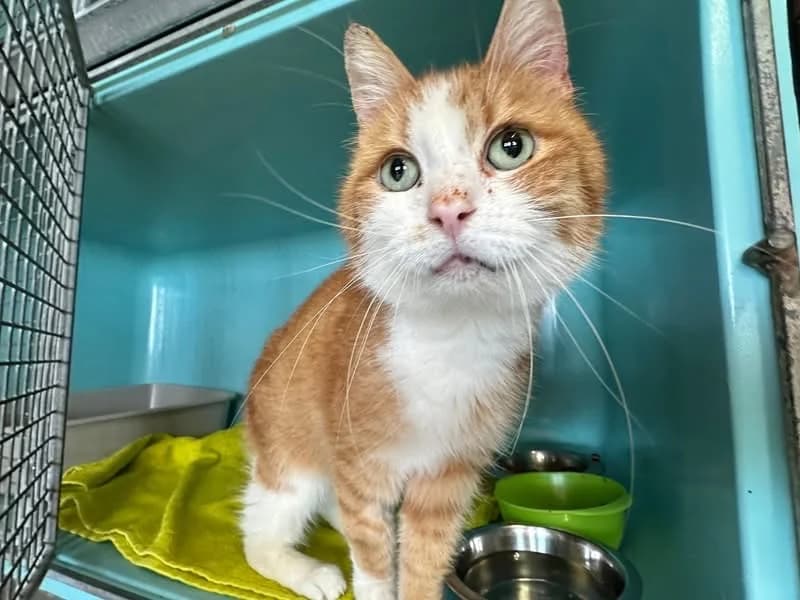 BUENO dit DOUDOU, male Mixed Breed for adoption at SPA Saint-Omer, Omer