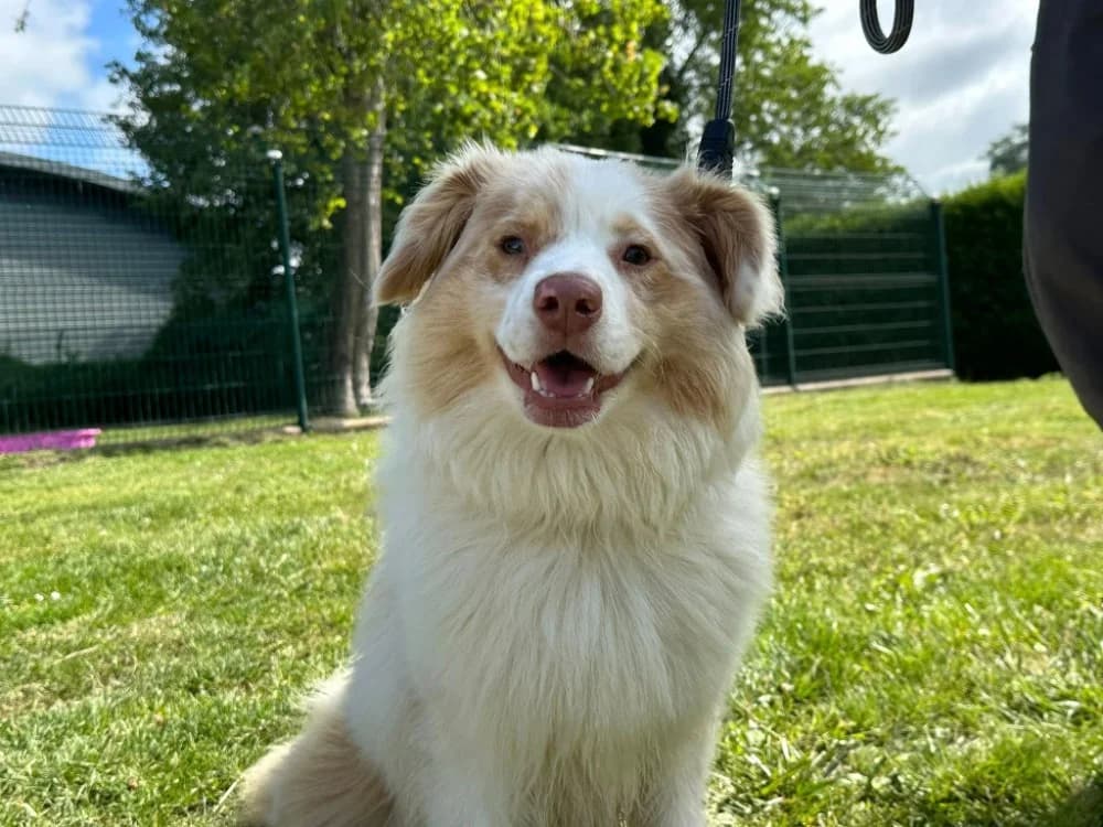 Alba, female Australian Shepherd for adoption at SPA Saint-Omer, Omer