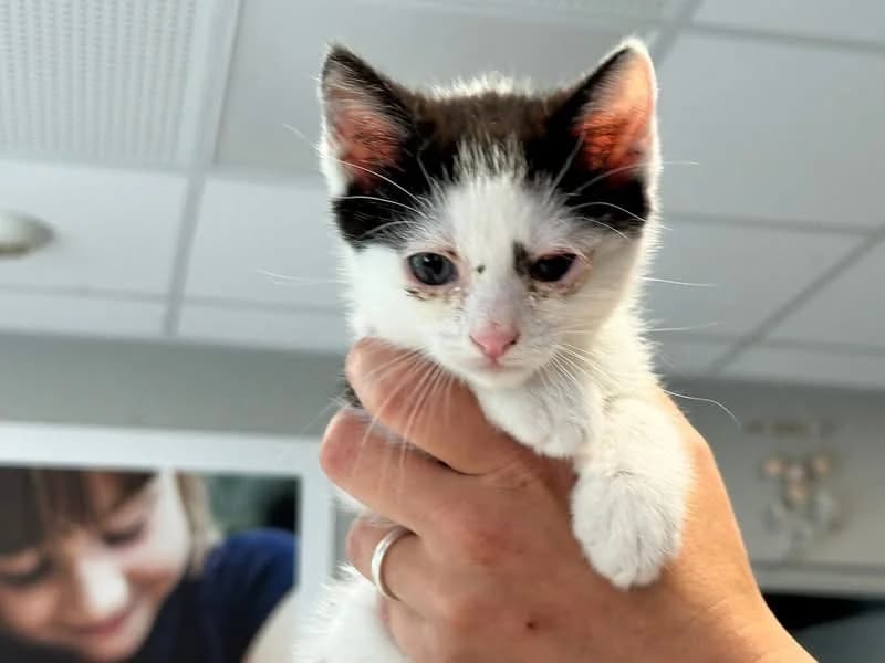 JASON, male Mixed Breed for adoption at SPA Saint-Omer, Omer