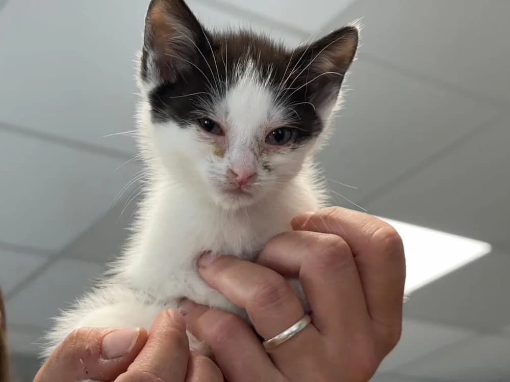 DANAE, female Mixed Breed for adoption at SPA Saint-Omer, Omer