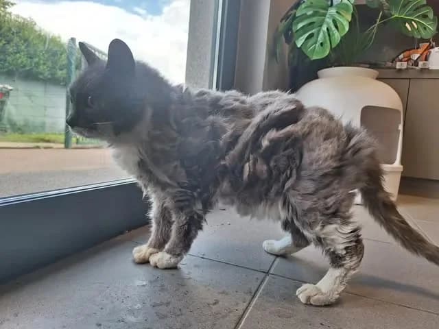Belle, female senior Mixed Breed for adoption at SPA Saint-Omer, Omer