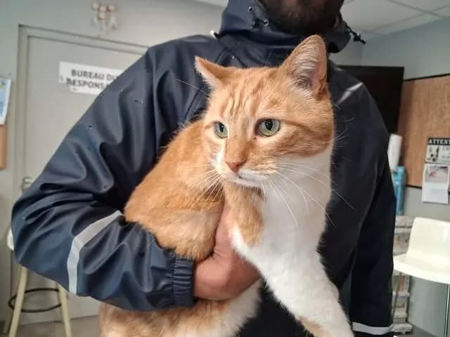 CHAROU, male senior Mixed Breed for adoption at SPA Saint-Omer, Omer