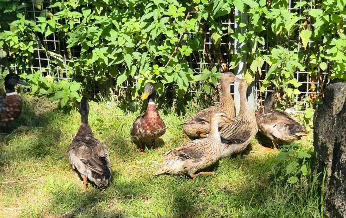 COIN COIN 6, female Mixed Breed for adoption at SPA Saint-Omer, Omer