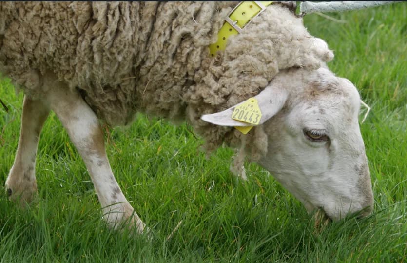 ARARAT, female Mixed Breed for adoption at SPA Saint-Omer, Omer