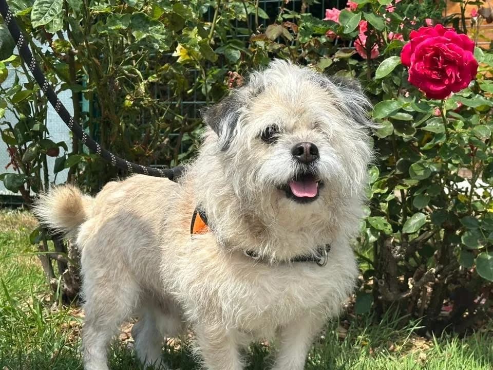 MANGO, male senior mixed breed for adoption at SPA Saint-Omer, Omer