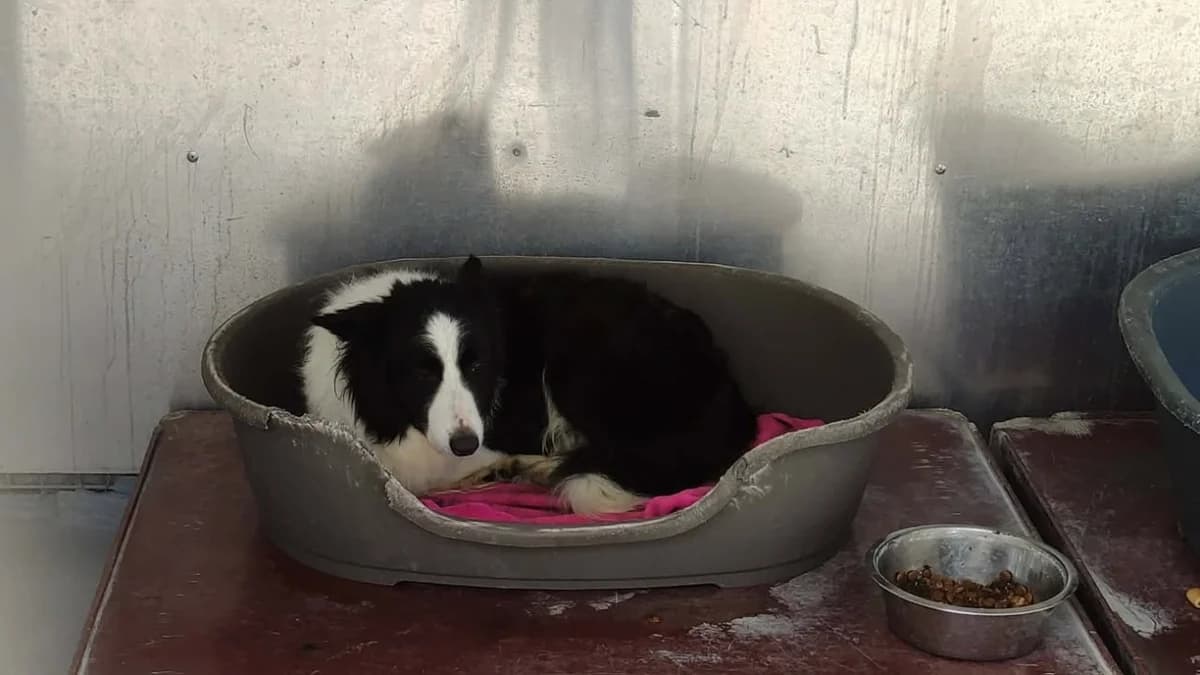 LUCKY, male senior Border Collie for adoption at SPA Saint-Omer, Omer