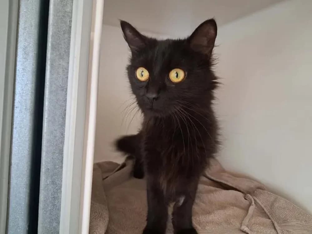INAYA, female 3yo mixed breed for adoption at SPA Saint-Omer, Omer