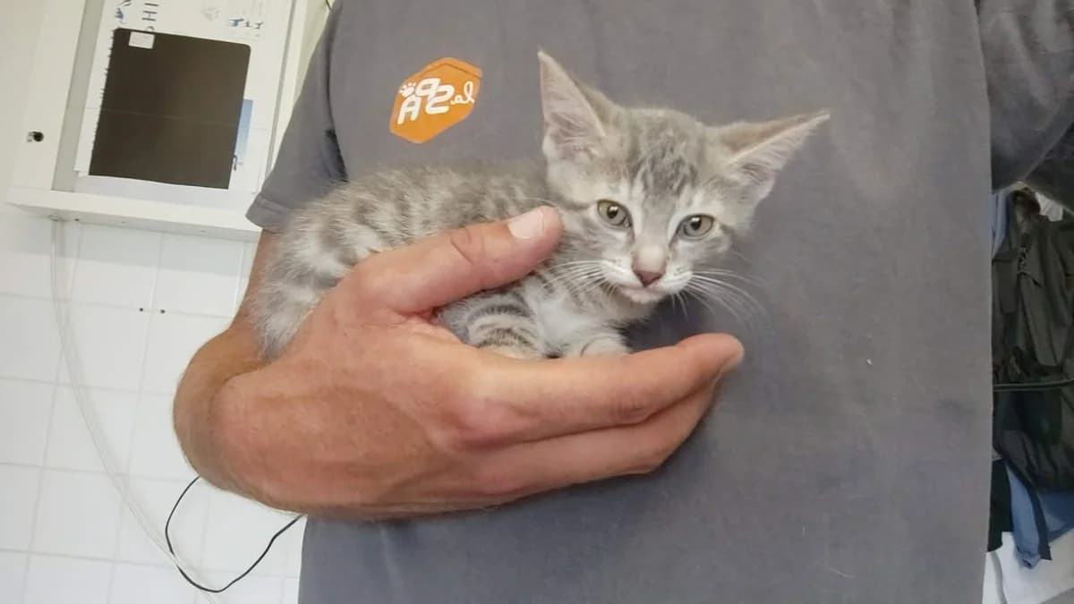CALYPSO, female Mixed Breed for adoption at SPA Saint-Omer, Omer