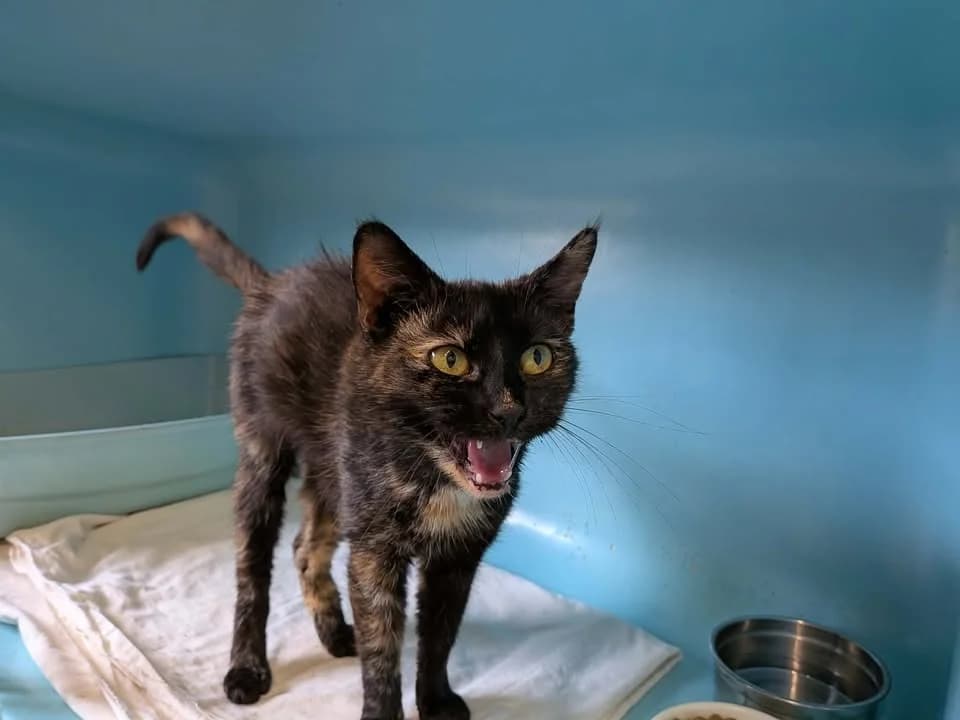 PIXIES, female 6yo Mixed Breed for adoption at SPA Saint-Omer, Omer