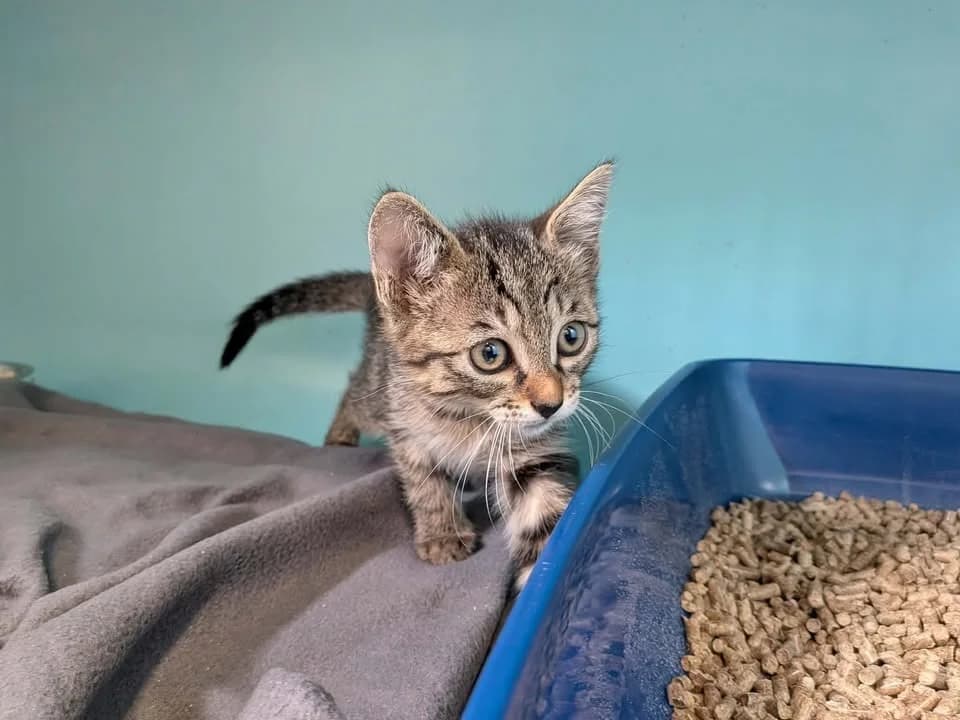 Sarabi, female Mixed Breed for adoption at SPA Saint-Omer, Omer