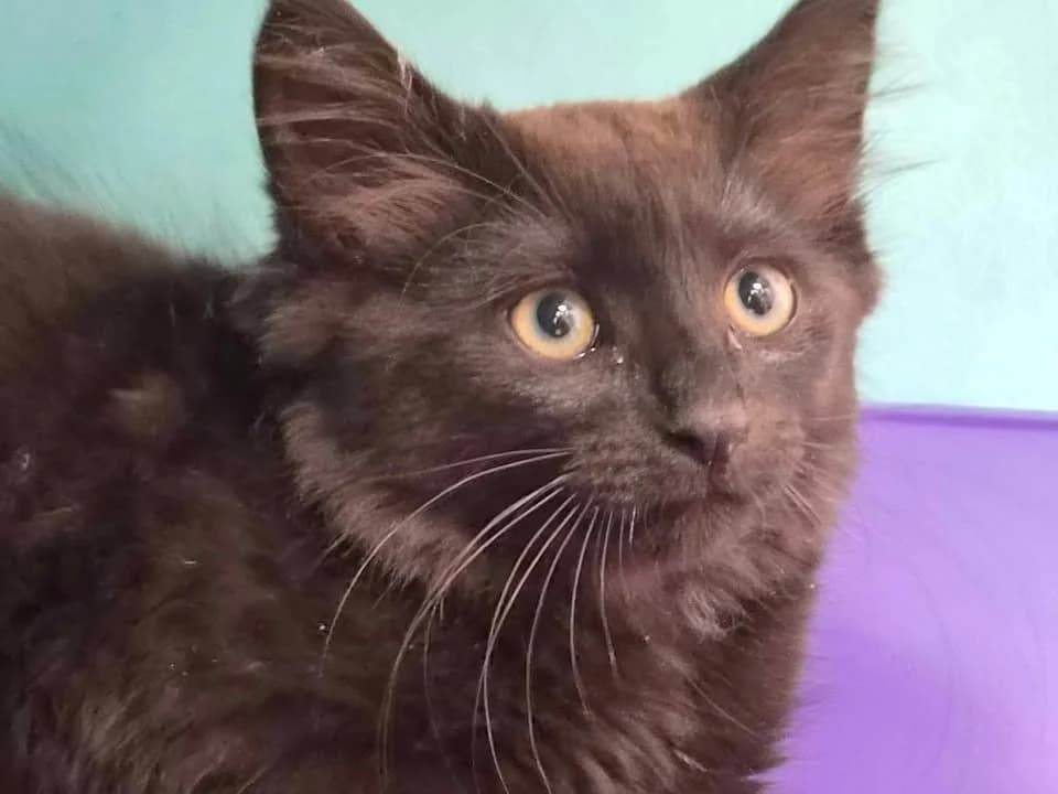 SCAR, male Mixed Breed for adoption at SPA Saint-Omer, Omer