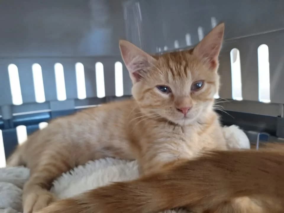 NOLA, female Mixed Breed for adoption at SPA Saint-Omer, Omer