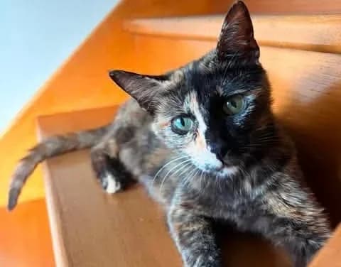 LADY, female 6yo Mixed Breed for adoption at SPA Saint-Omer, Omer
