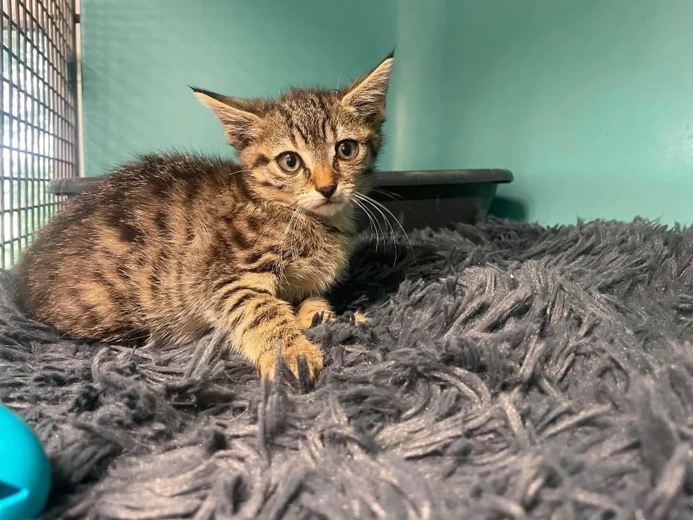 DONATELLO, male Mixed Breed for adoption at SPA Saint-Omer, Omer