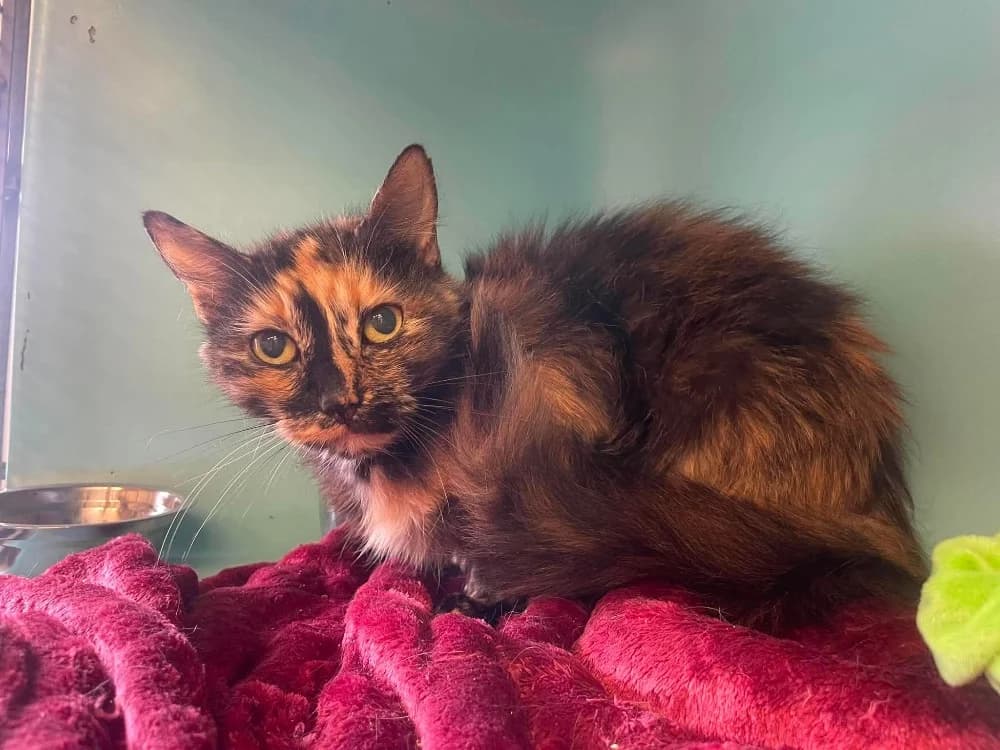 POCAHANTAS, female Mixed Breed for adoption at SPA Saint-Omer, Omer