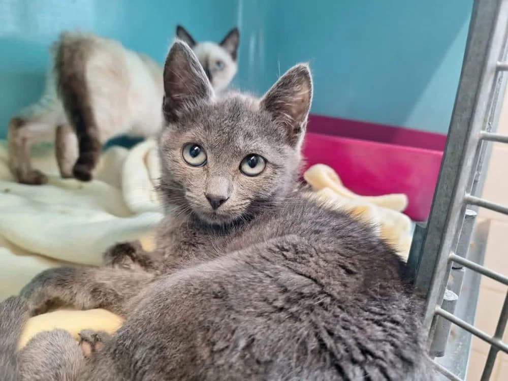 BOREALE, female Mixed Breed for adoption at SPA Saint-Omer, Omer