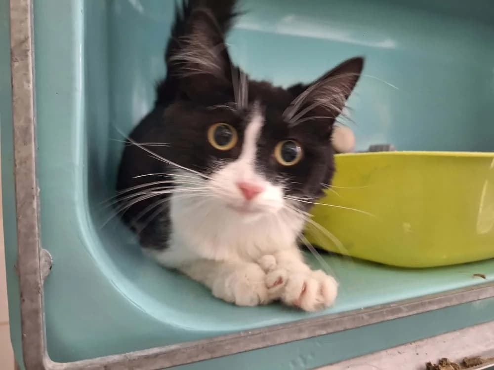 MINNIE, female 6yo mixed breed for adoption at SPA Saint-Omer, Omer