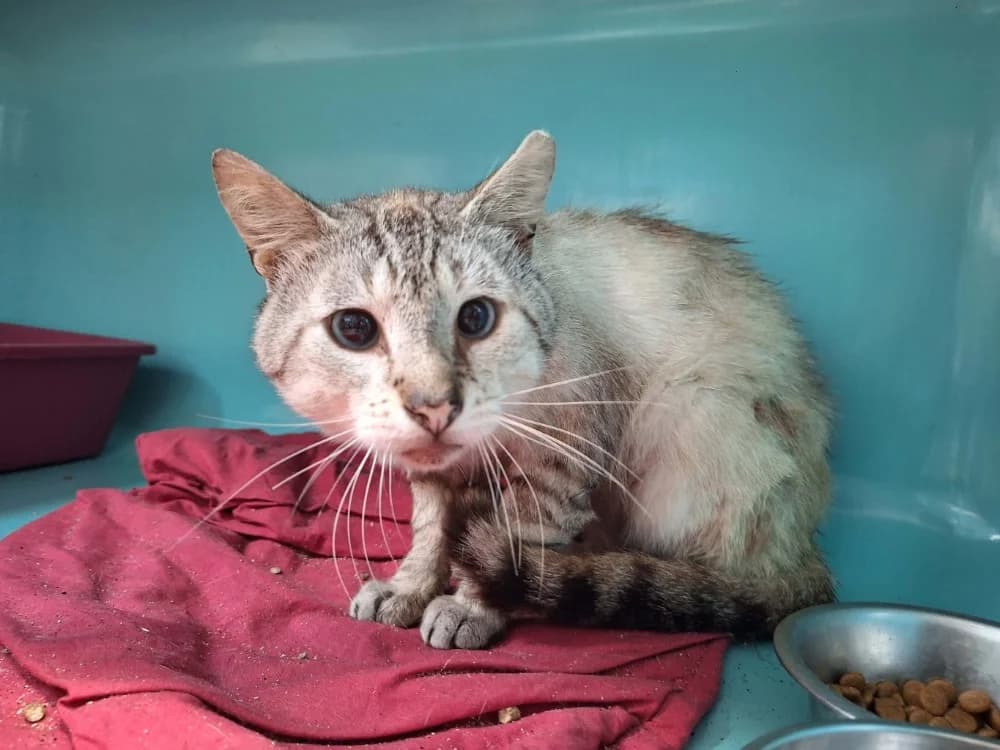 DOUDOU en SOS, male senior mixed breed for adoption at SPA Saint-Omer, Omer