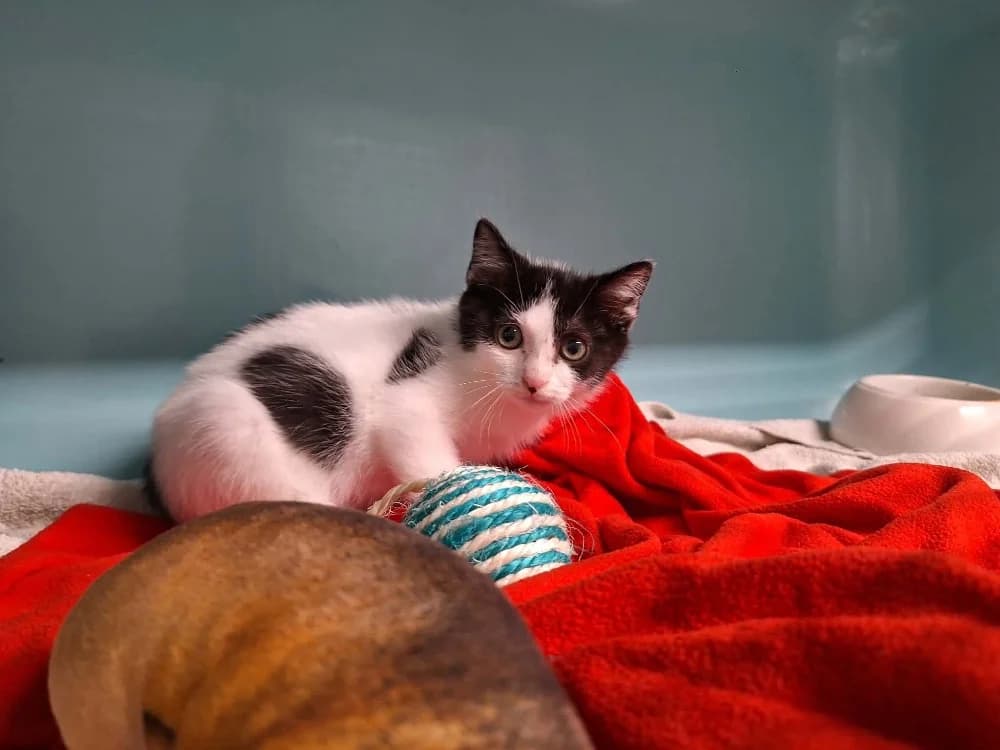GRIBOUiLLE, male Mixed Breed for adoption at SPA Saint-Omer, Omer
