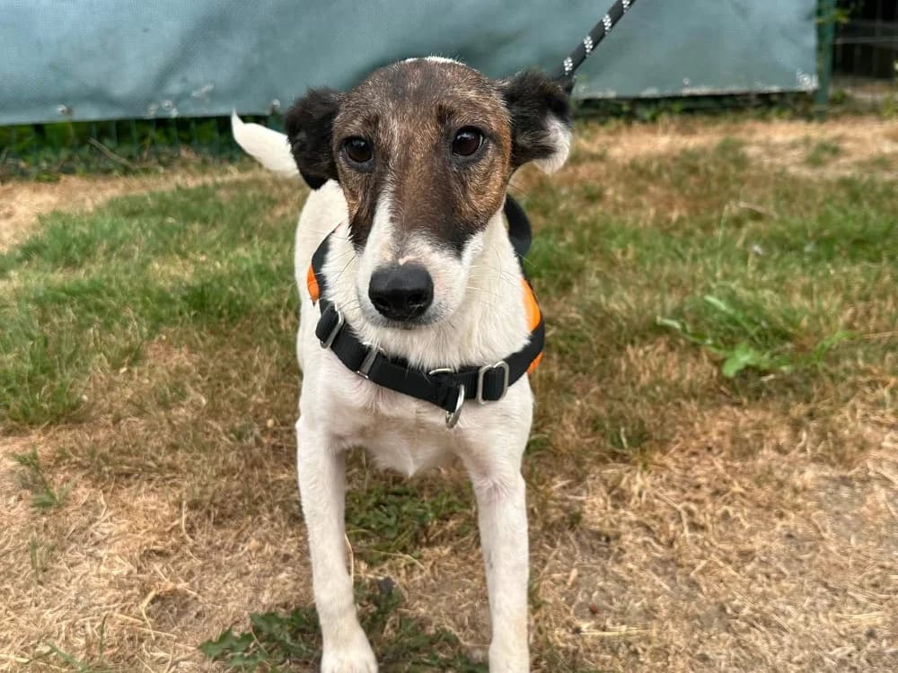 TARA, female 4yo Mixed Breed for adoption at SPA Saint-Omer, Omer